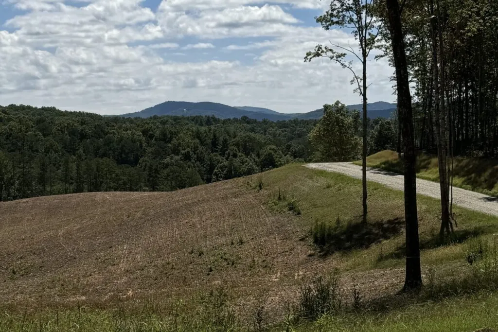 View from vineyard