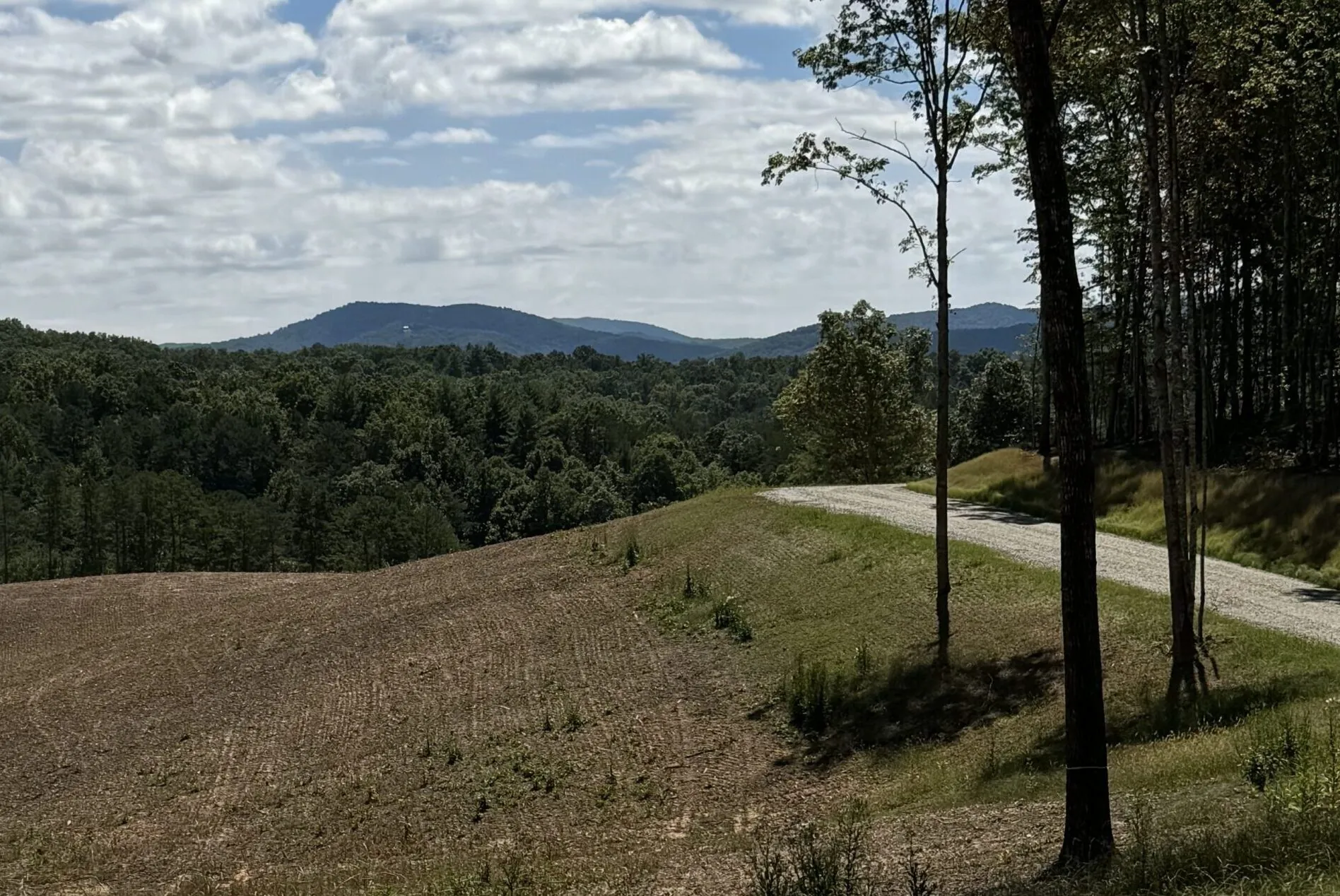 View from vineyard