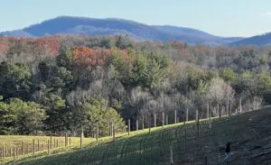 Vineyard installation