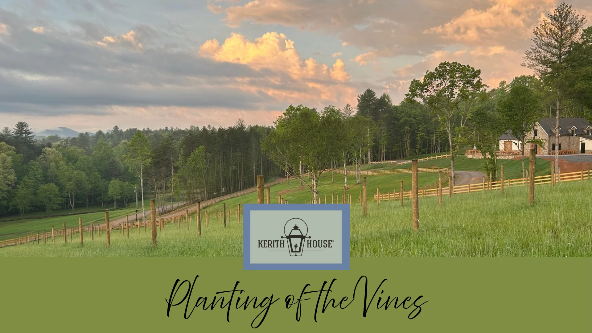 Planting of the vines