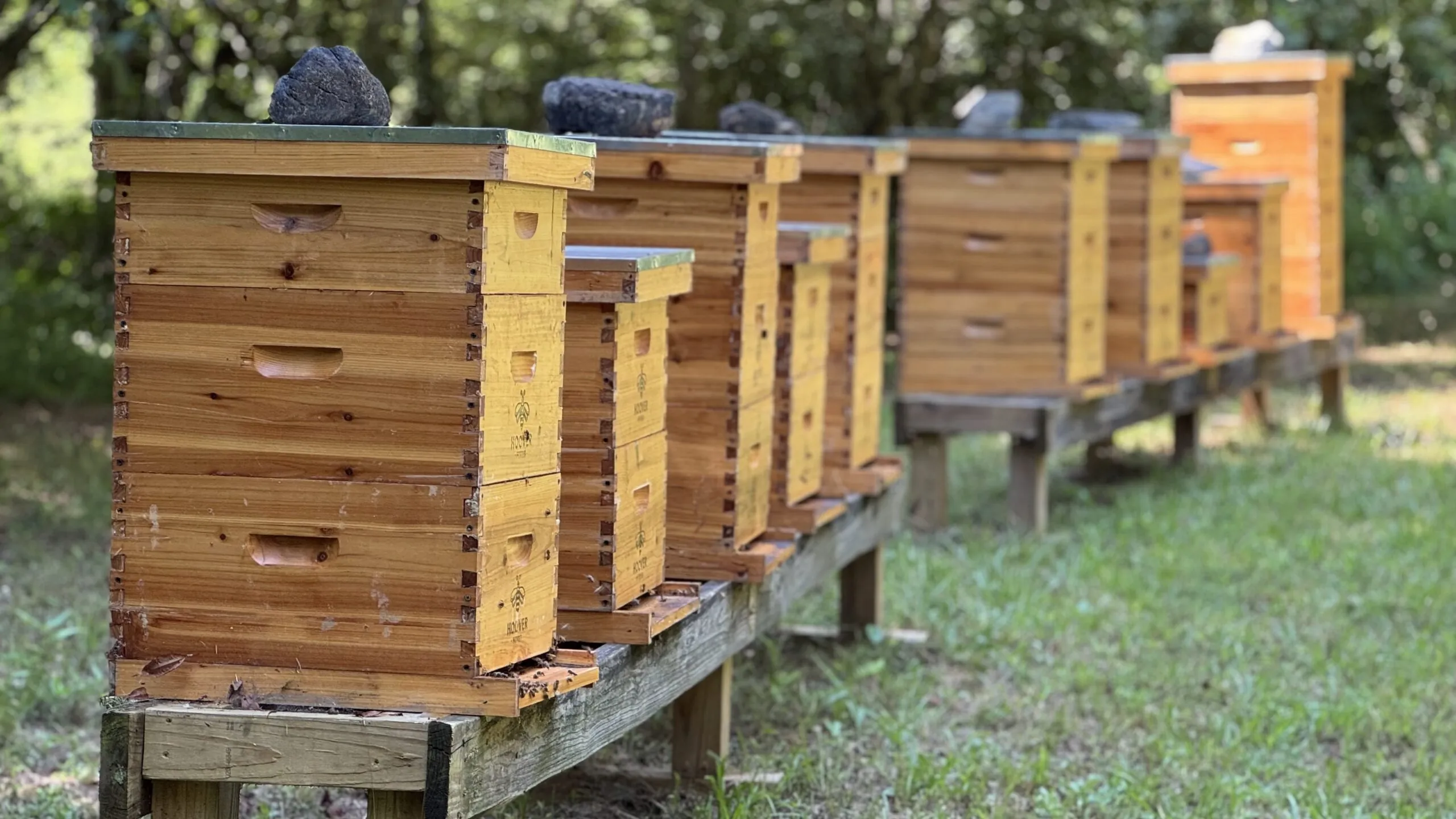 Bee hives at Kerith House