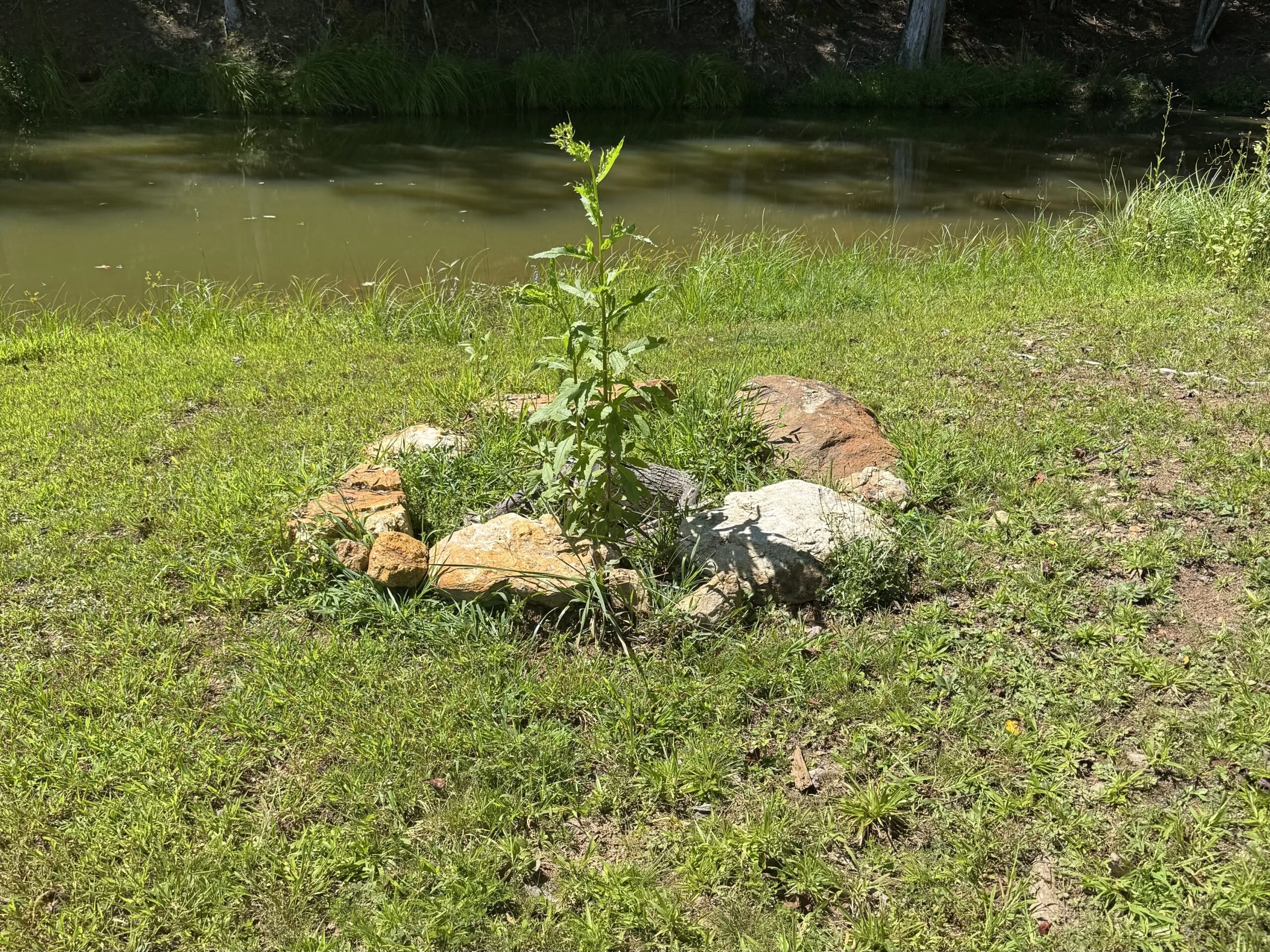 Before fire pit improvement