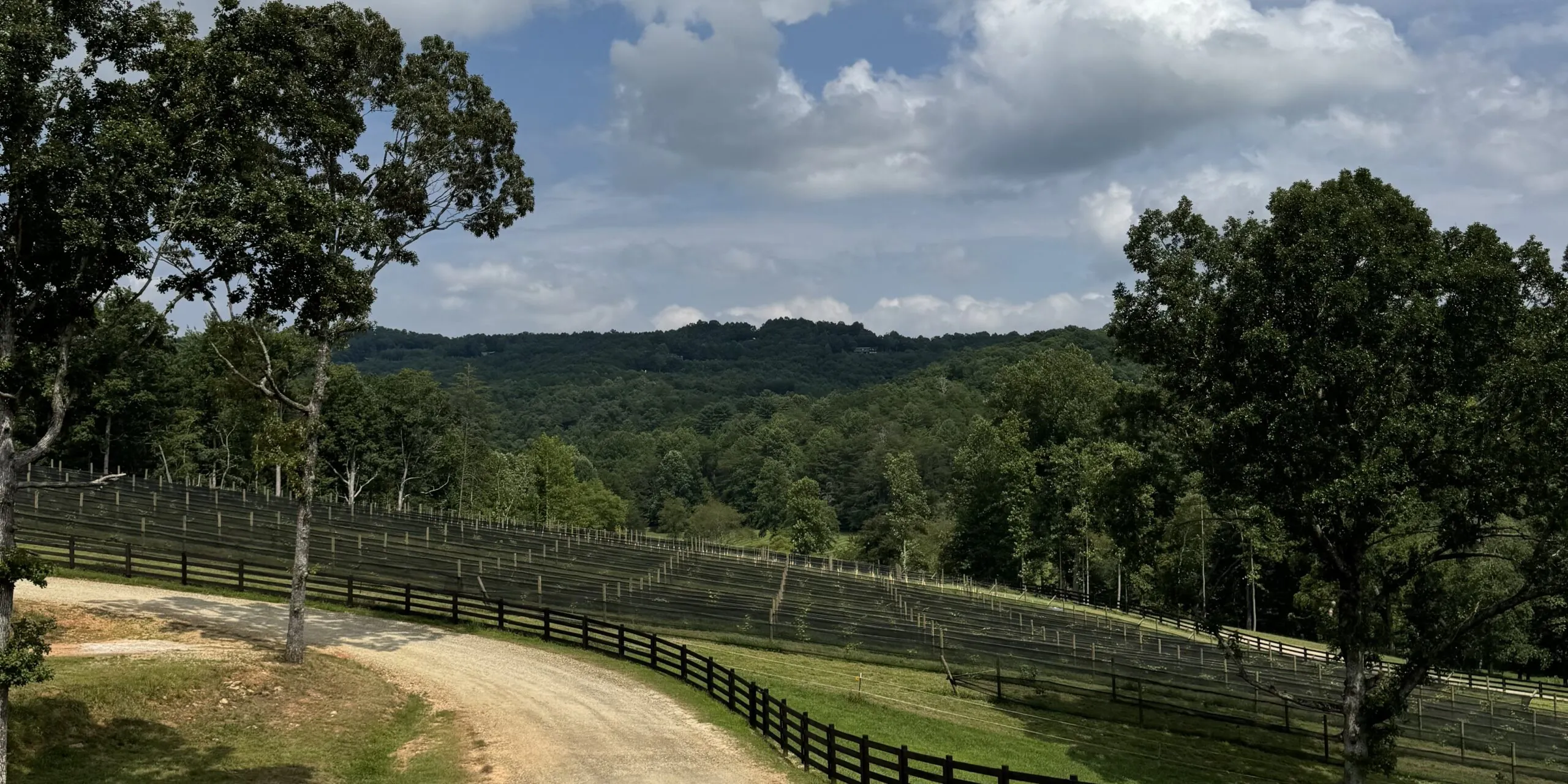 Vineyard